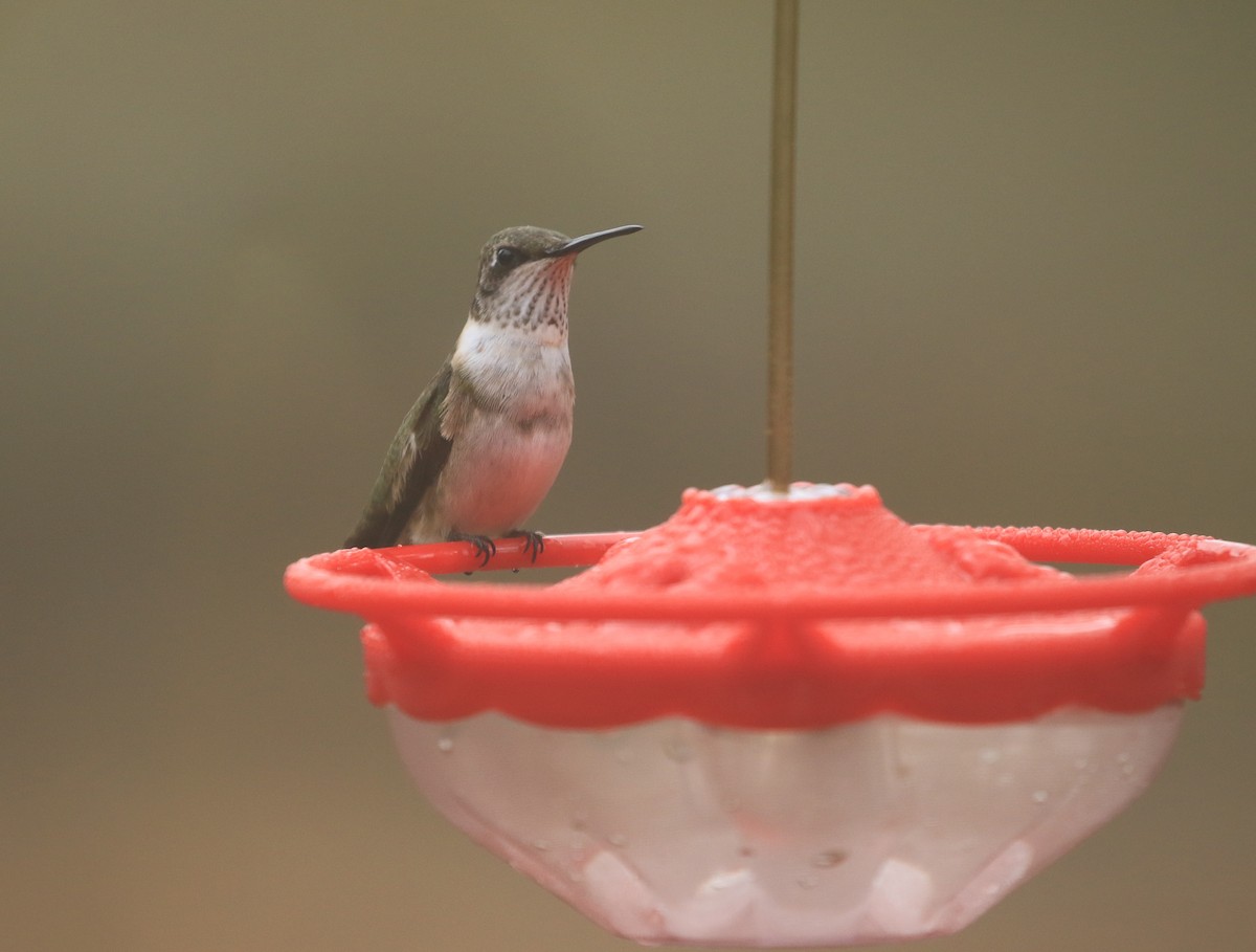 Ruby-throated Hummingbird - ML521893481