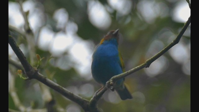 Bay-headed Tanager - ML521894181