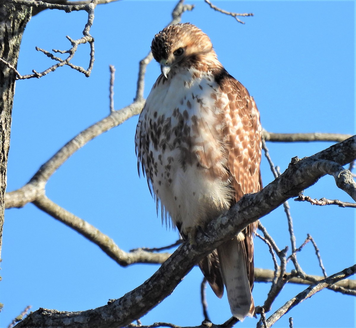 Red-tailed Hawk - ML521895611