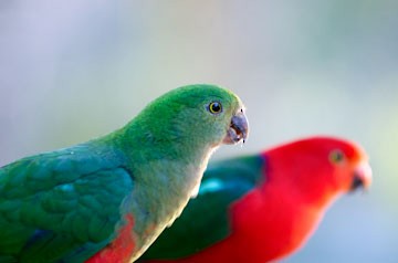 Australian King-Parrot - ML521895811