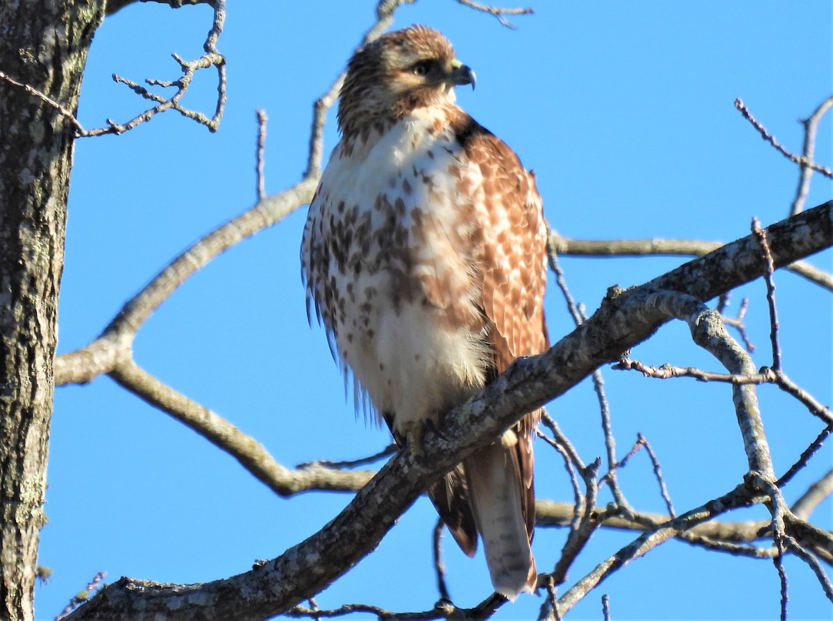 Red-tailed Hawk - ML521895931