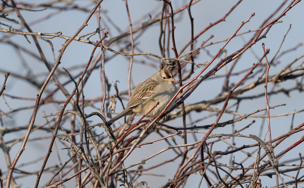 White-crowned Sparrow - ML521897641