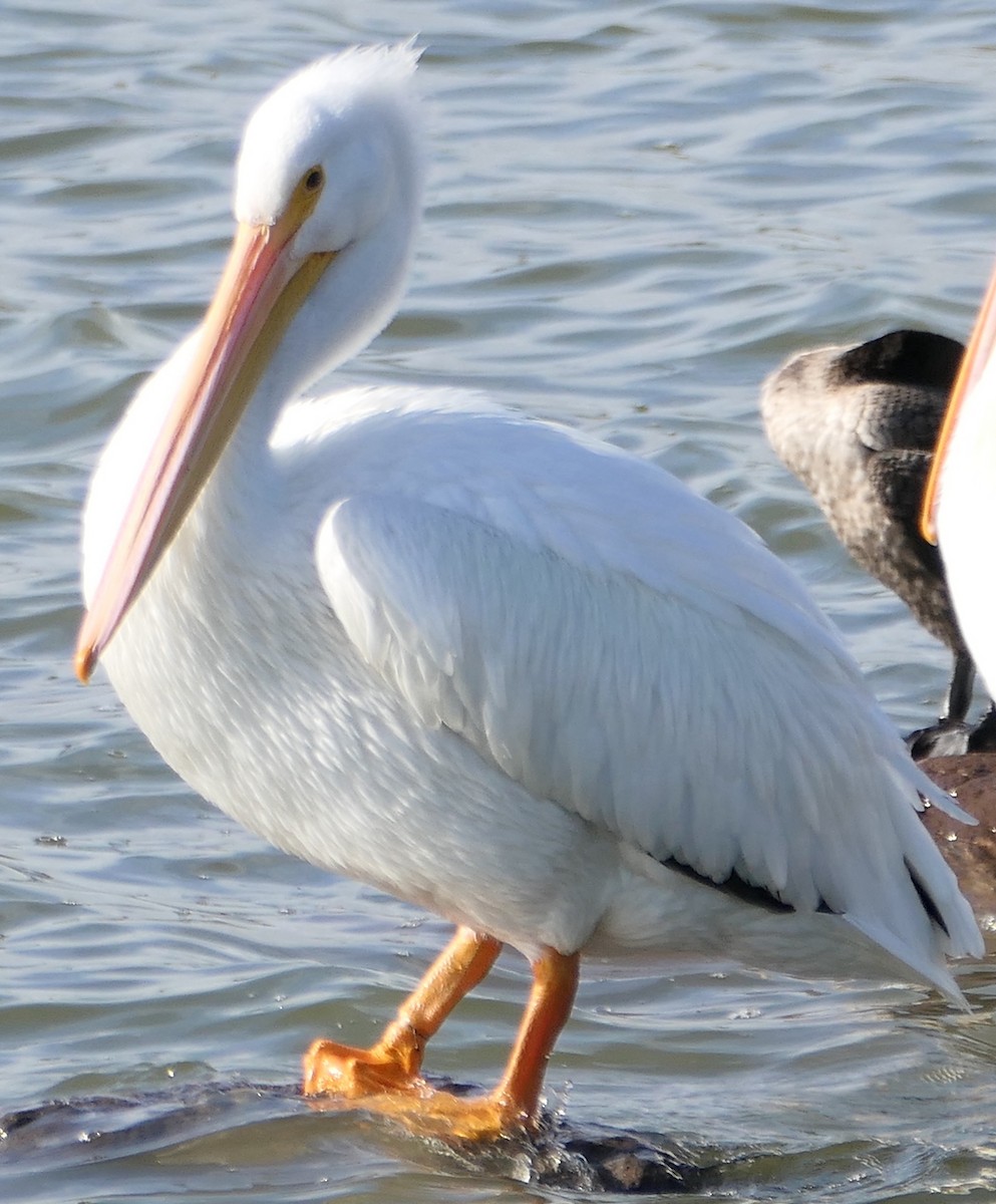 pelikán severoamerický - ML521901361