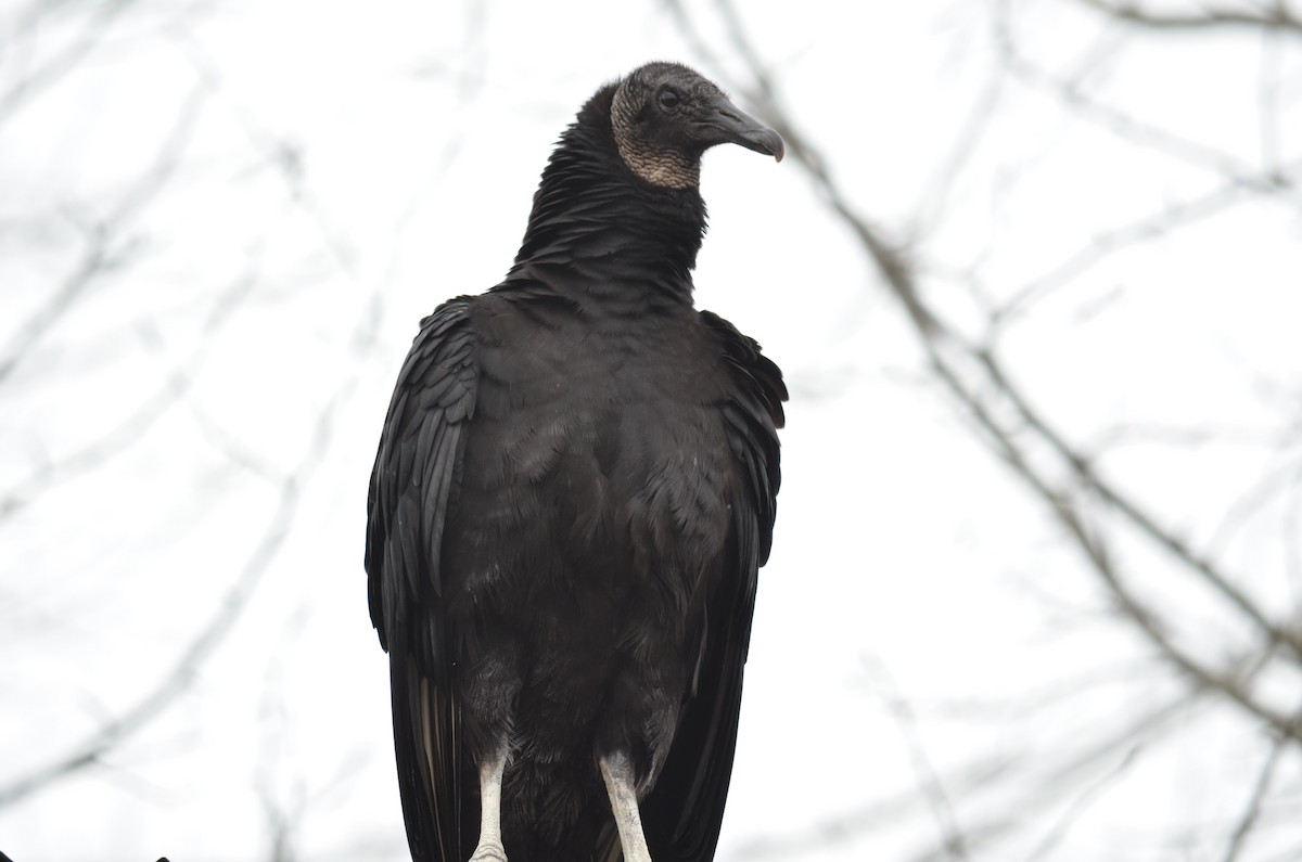 Black Vulture - ML52191411