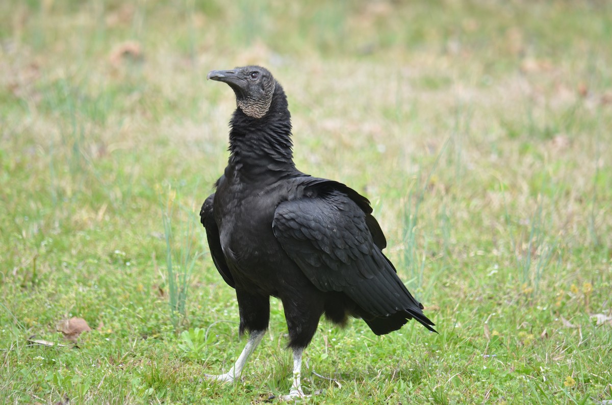 Black Vulture - ML52191451