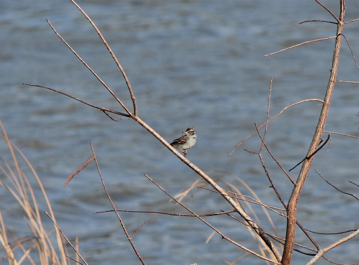 Chipping Sparrow - ML521917091