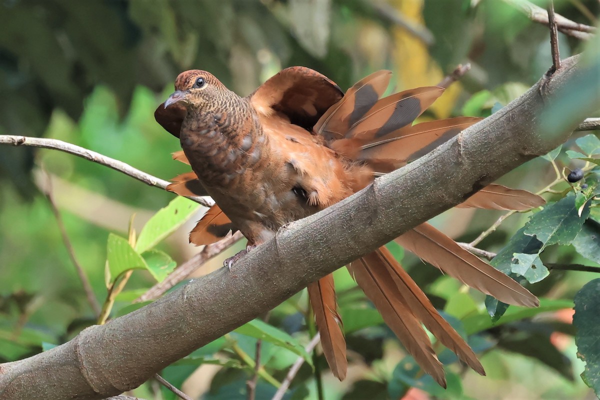 Brown Cuckoo-Dove - Mark and Angela McCaffrey