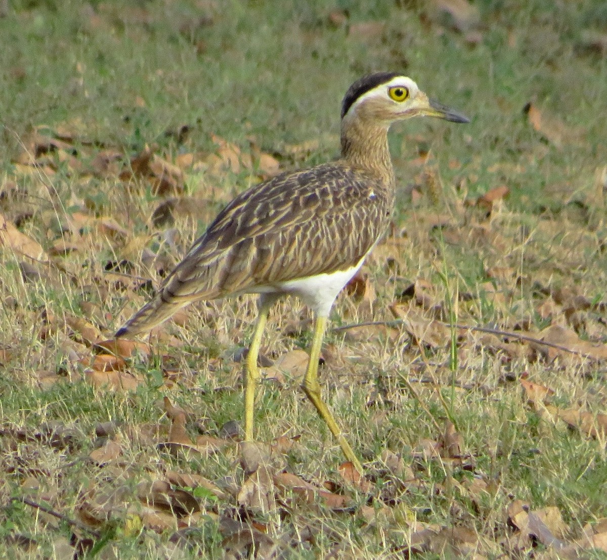 Double-striped Thick-knee - ML521928301
