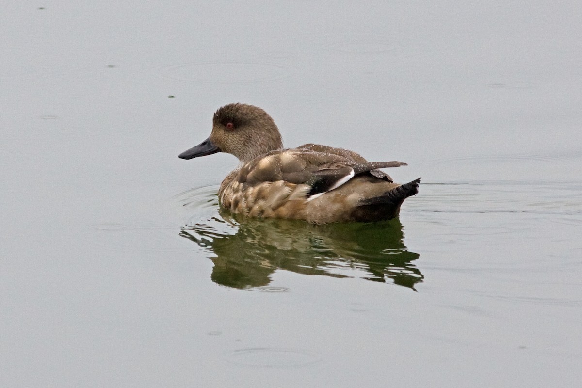 Crested Duck - ML52193661