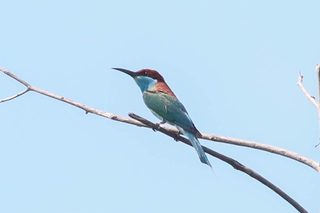 Blue-throated Bee-eater - ML521937701