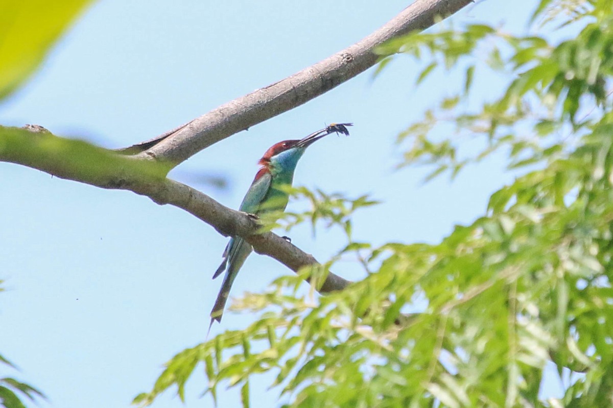 Blue-throated Bee-eater - ML521937941