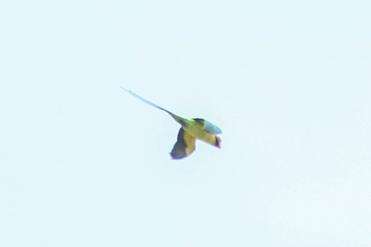 Long-tailed Parakeet - ML521938181