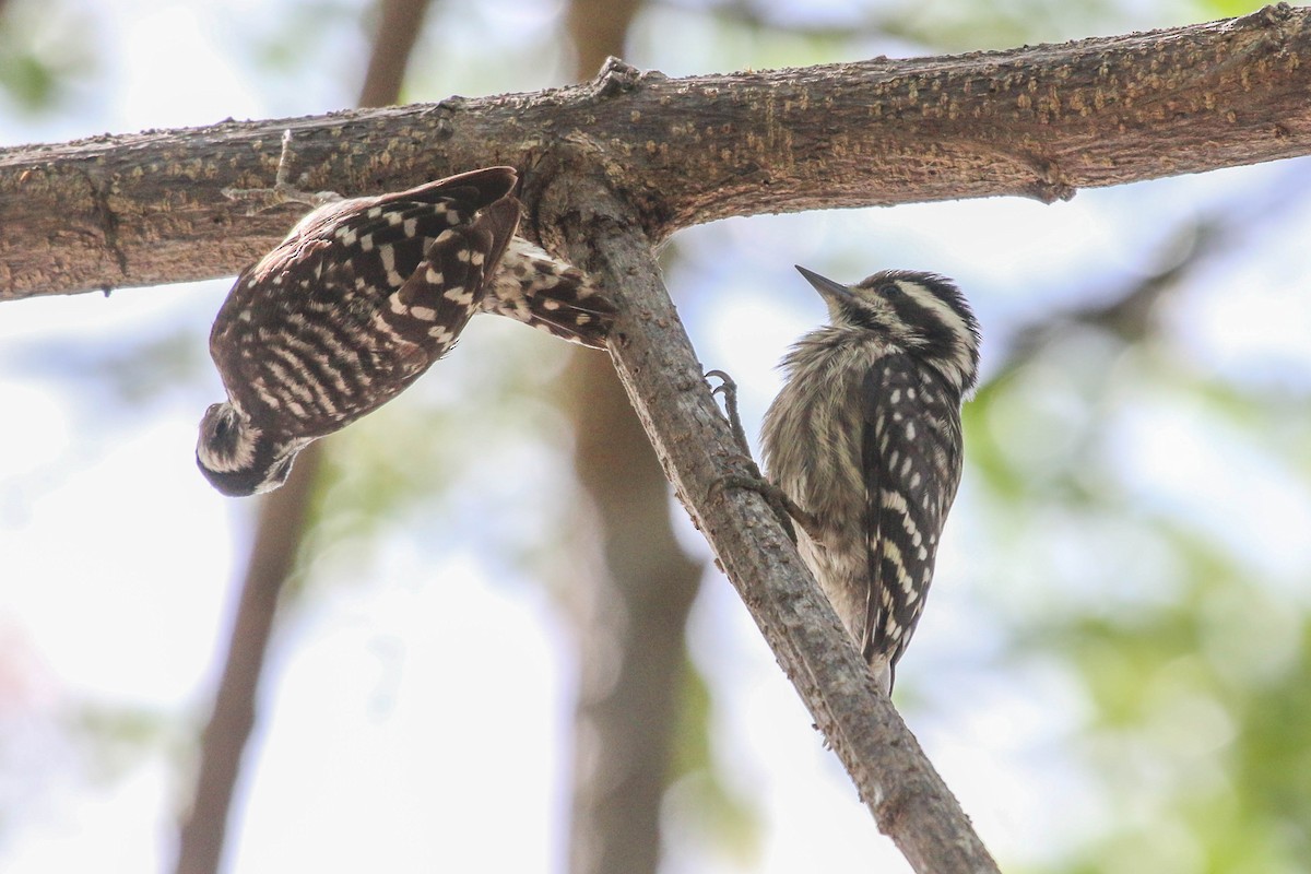 Sunda Pygmy Woodpecker - Allison Miller
