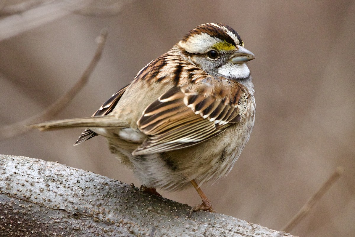 White-throated Sparrow - ML521948331