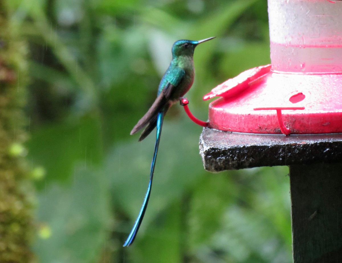 Long-tailed Sylph - ML521954691