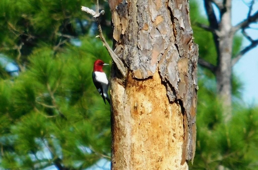 Red-headed Woodpecker - Ken Blackshaw
