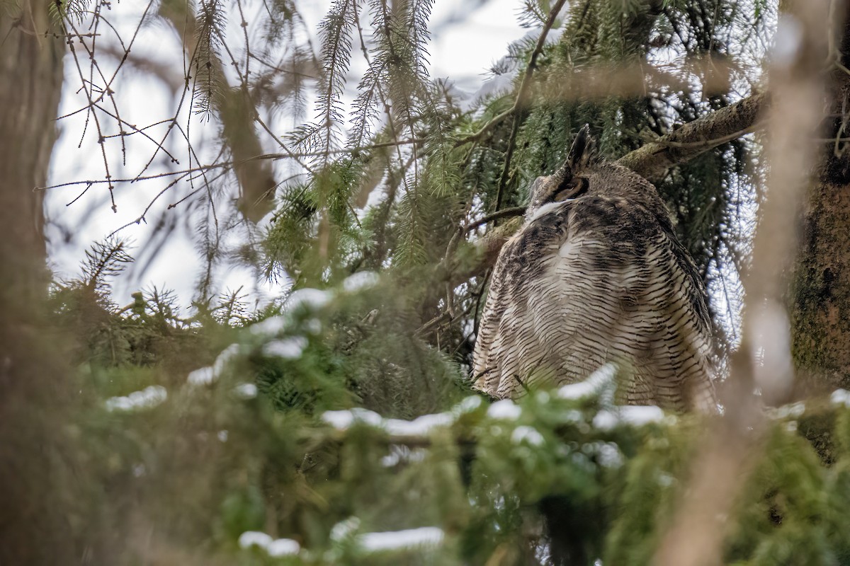 Great Horned Owl - ML521957721