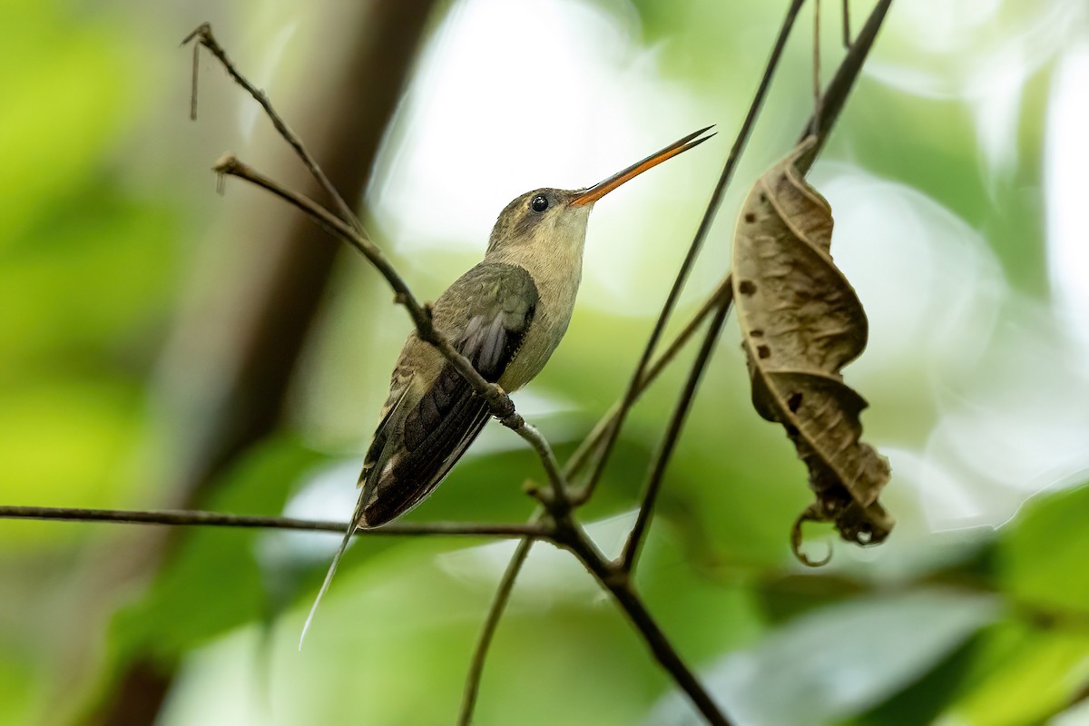 Прямоклювый колибри-отшельник - ML521959921