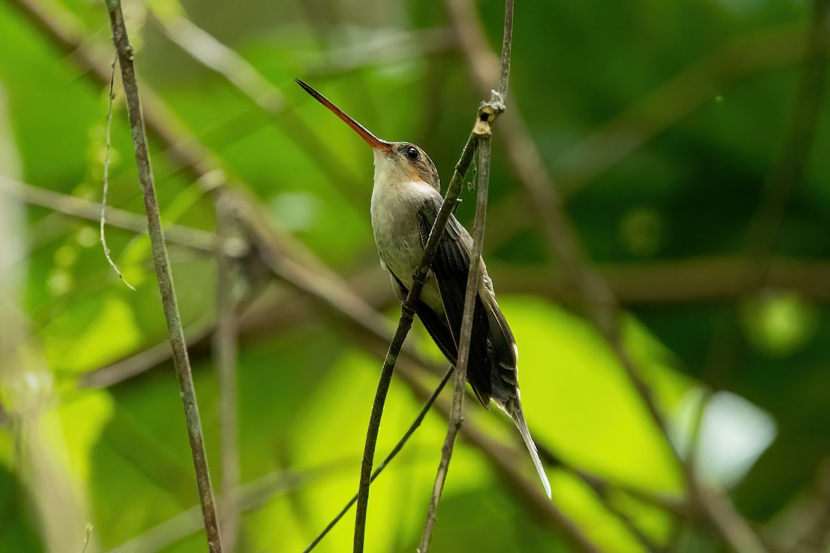 Прямоклювый колибри-отшельник - ML521959931