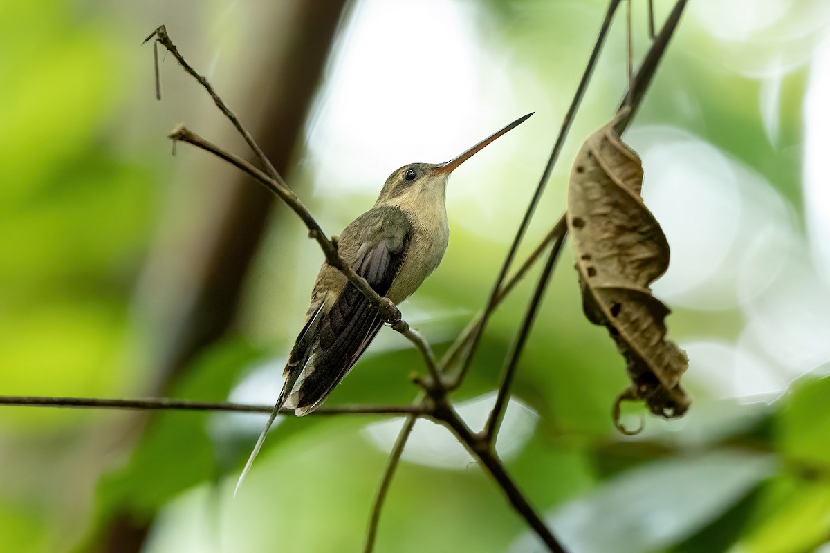 Прямоклювый колибри-отшельник - ML521959941