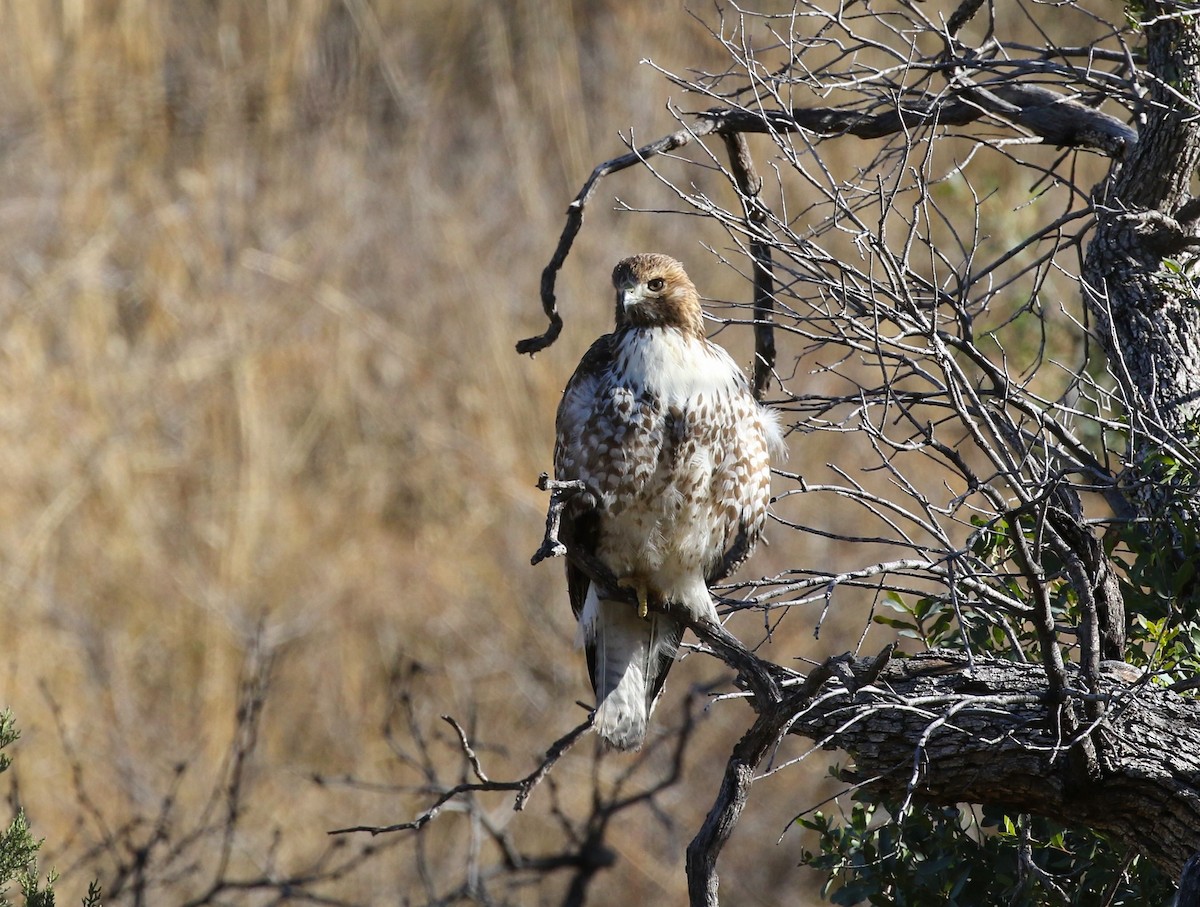 Red-tailed Hawk - ML521962721