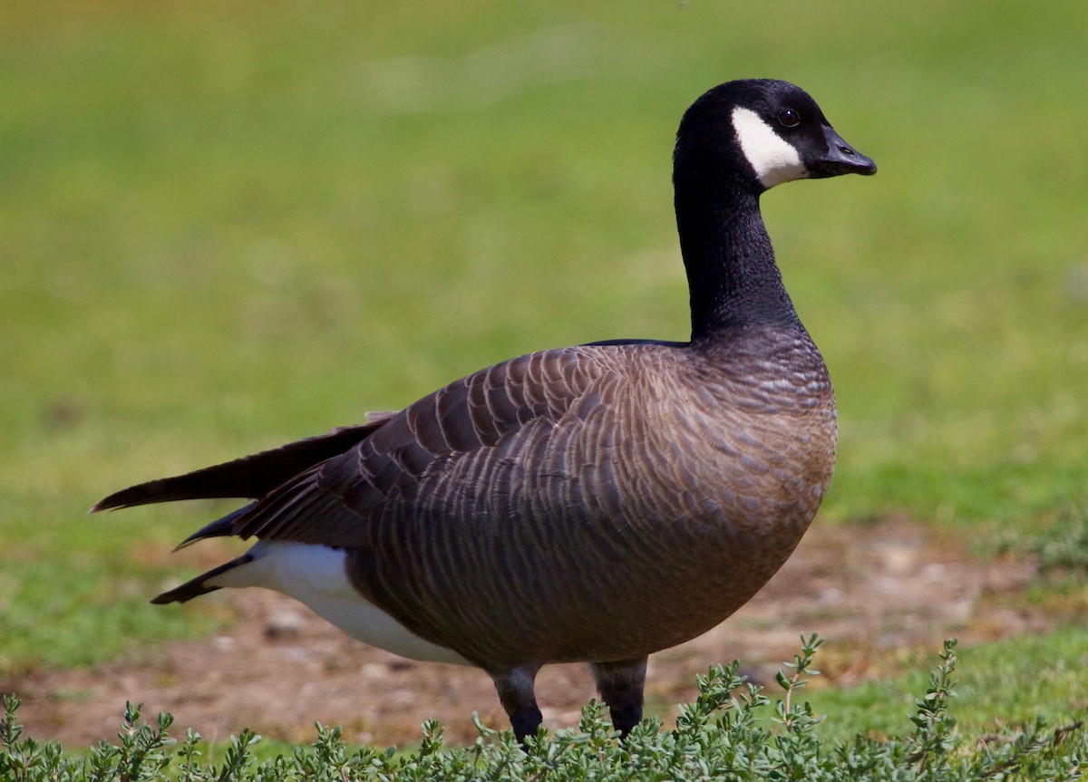 Cackling Goose (minima) - Rob O'Donnell