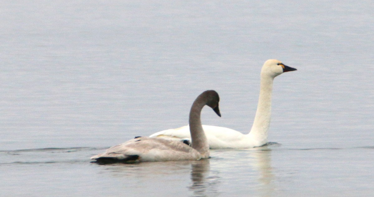 Tundra Swan - ML521969101