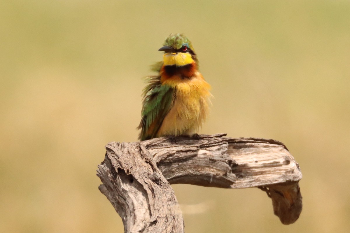 Little Bee-eater - Tim Barnard