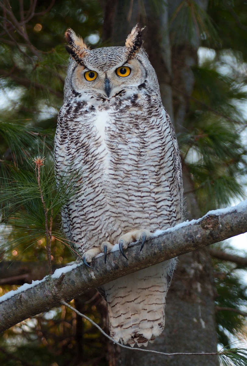 Great Horned Owl - Dana Siefer