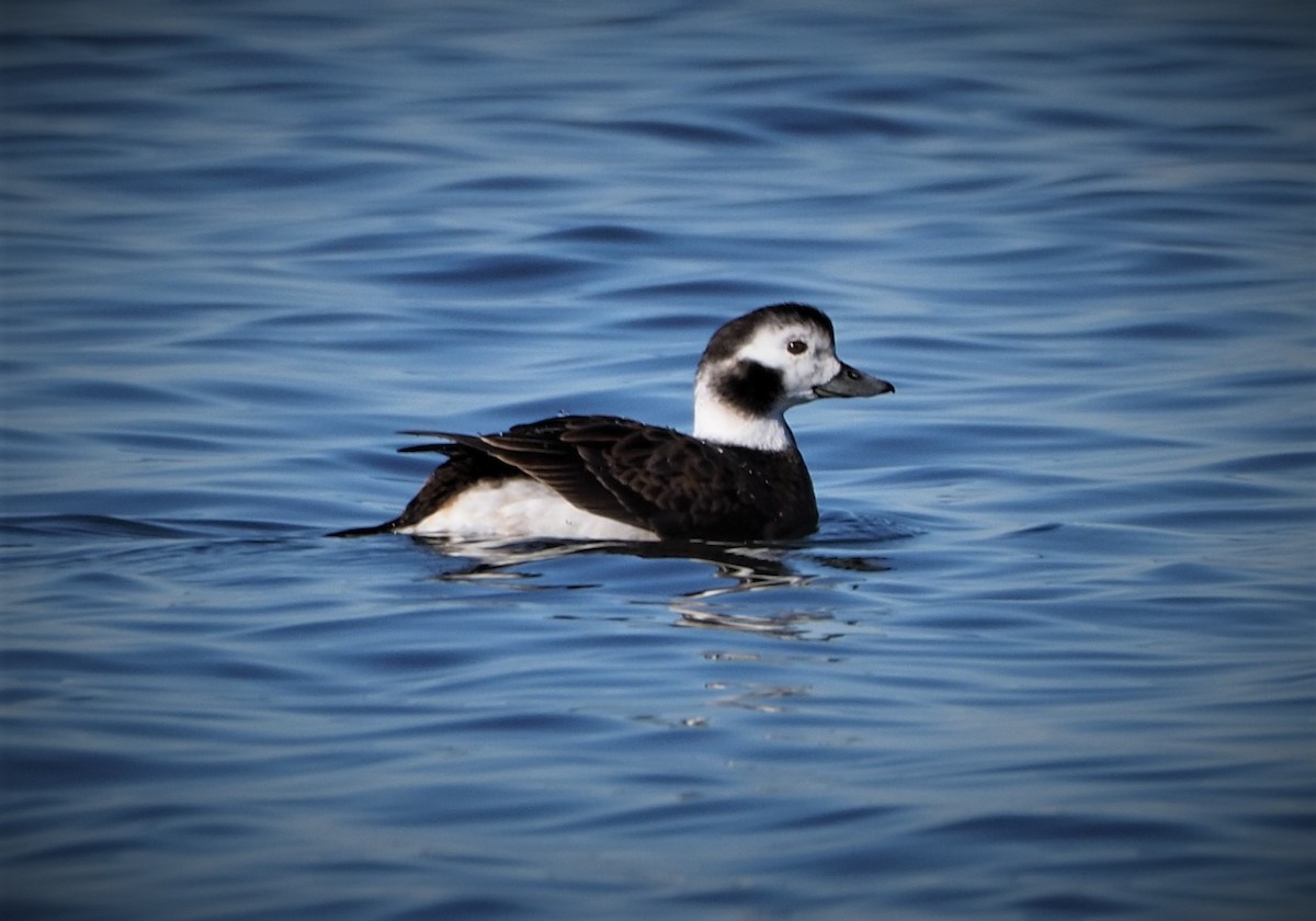 Long-tailed Duck - ML521972501