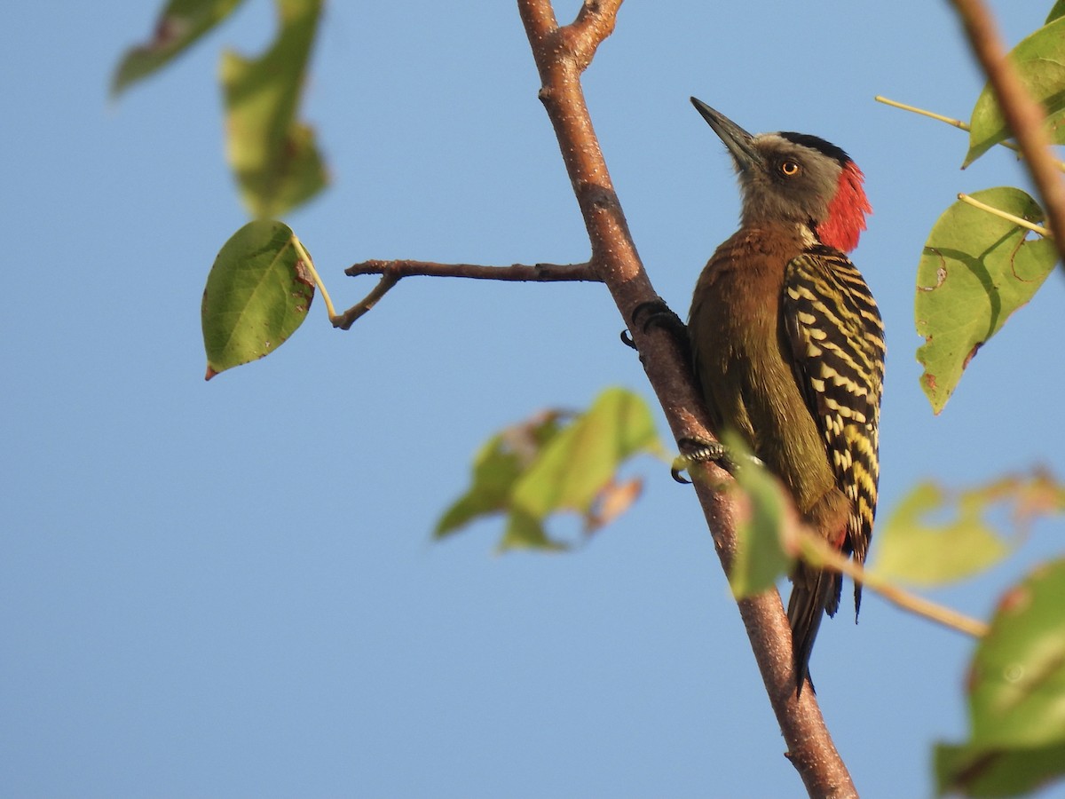Hispaniolan Woodpecker - ML521972761