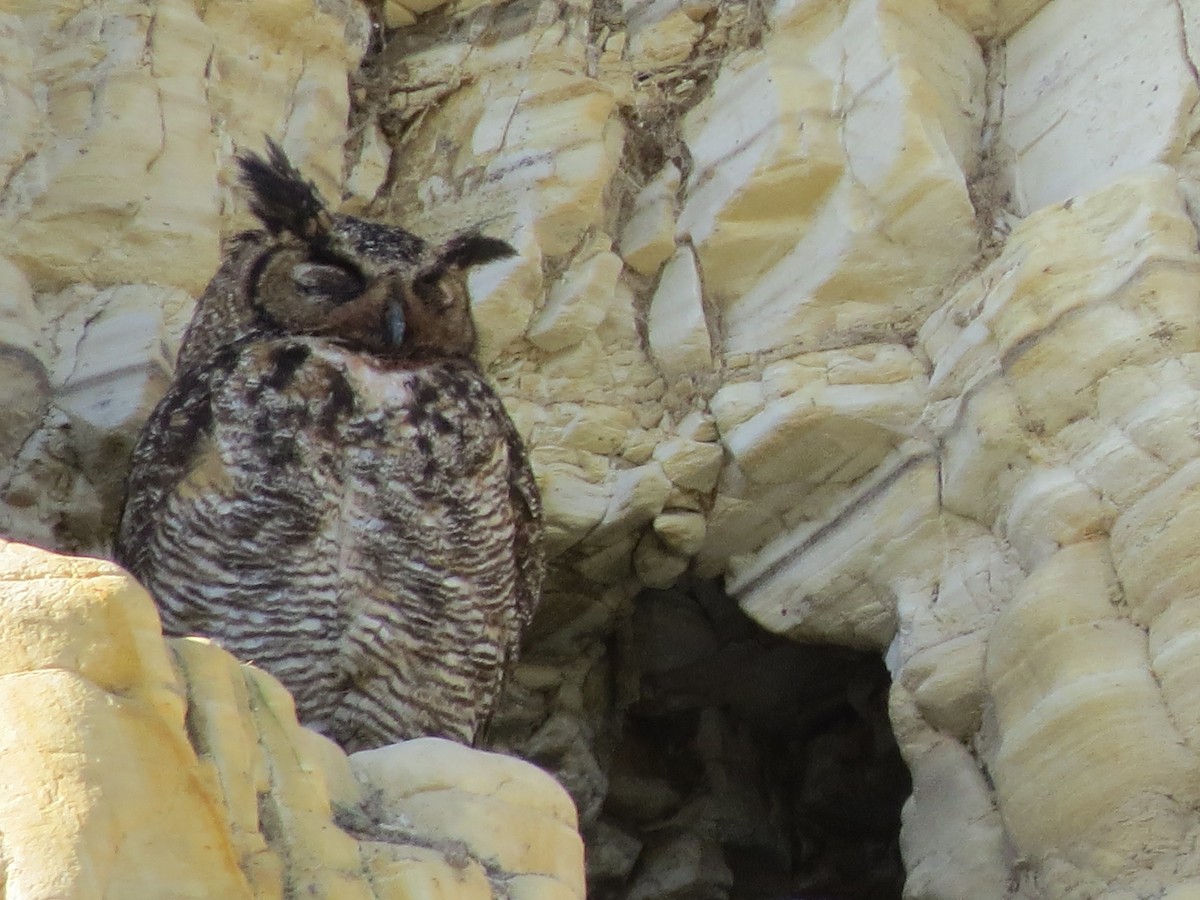Great Horned Owl - ML52197281
