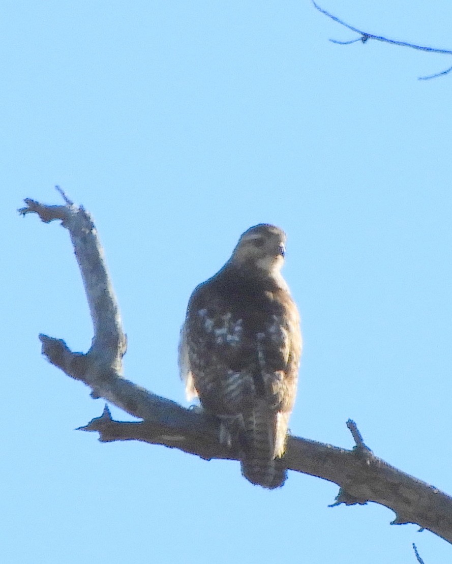 Red-tailed Hawk - ML521973231