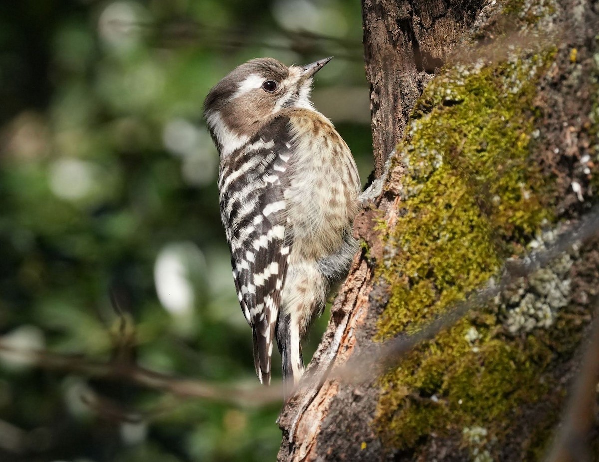 Japanese Pygmy Woodpecker - ML521977591