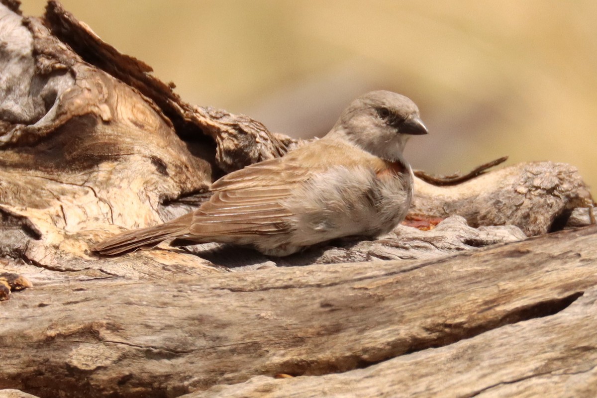 Southern Gray-headed Sparrow - ML521981451