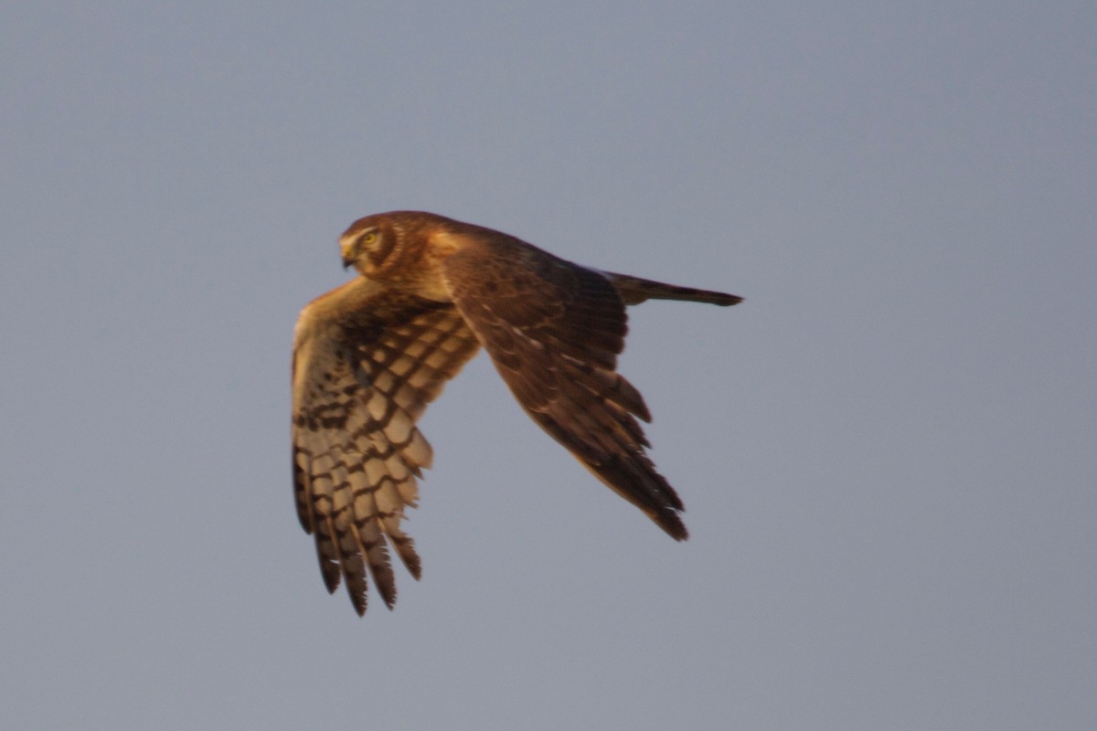 Northern Harrier - Rob O'Donnell