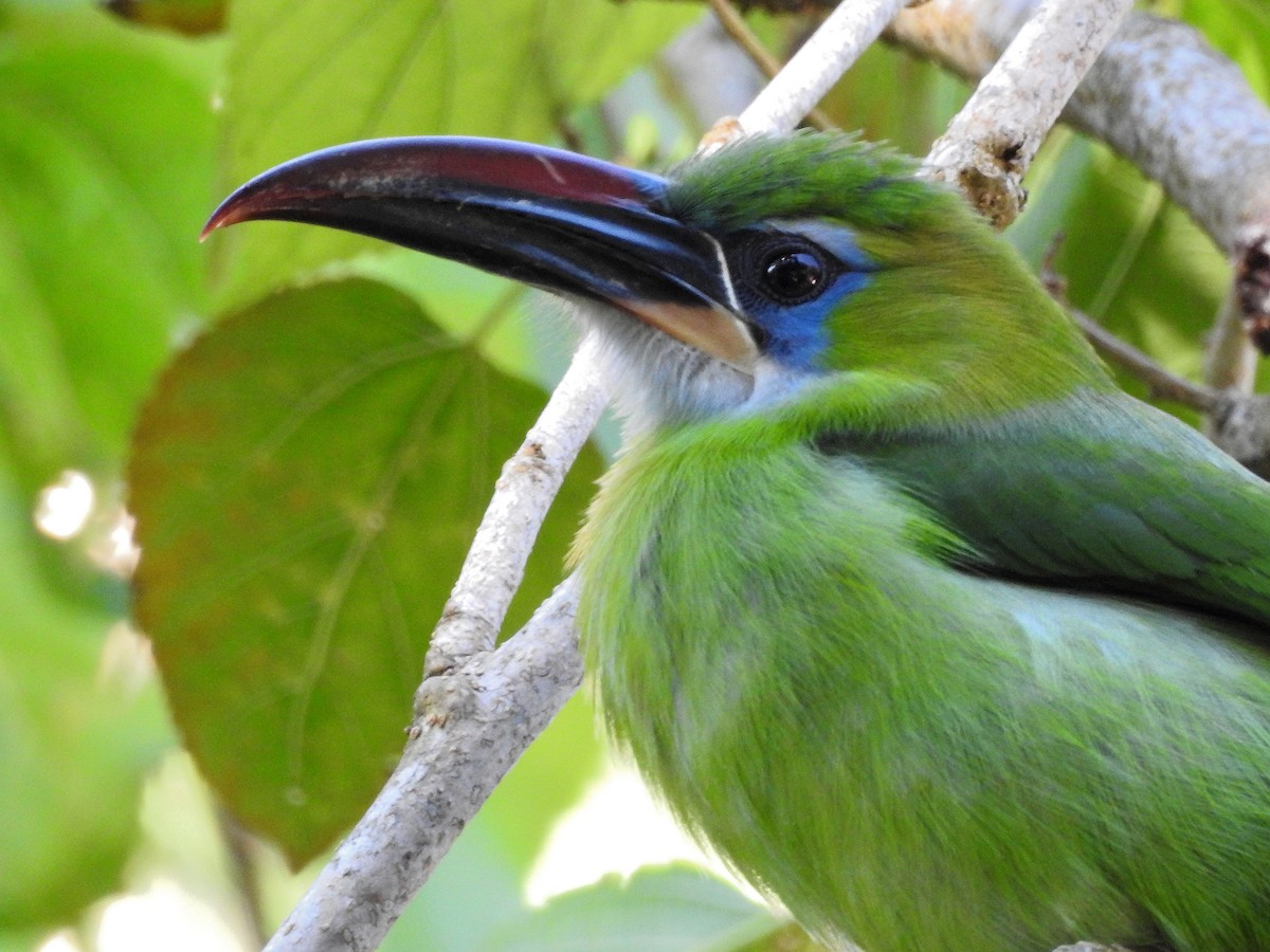 Groove-billed Toucanet - Tania Aguirre