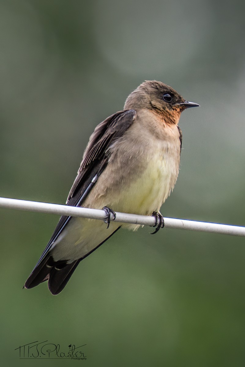 Southern Rough-winged Swallow - ML521996171