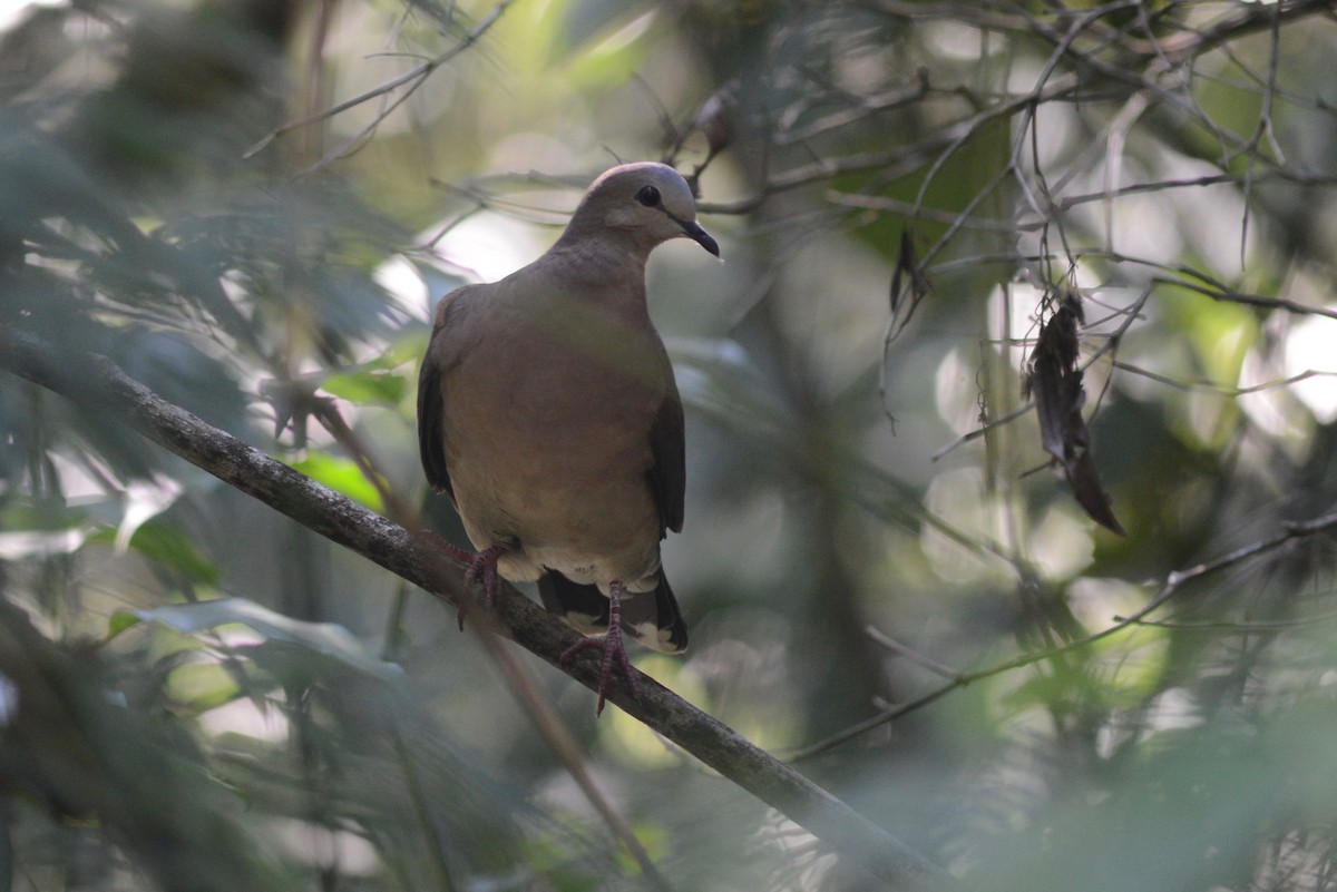 Gray-fronted Dove - ML521996541
