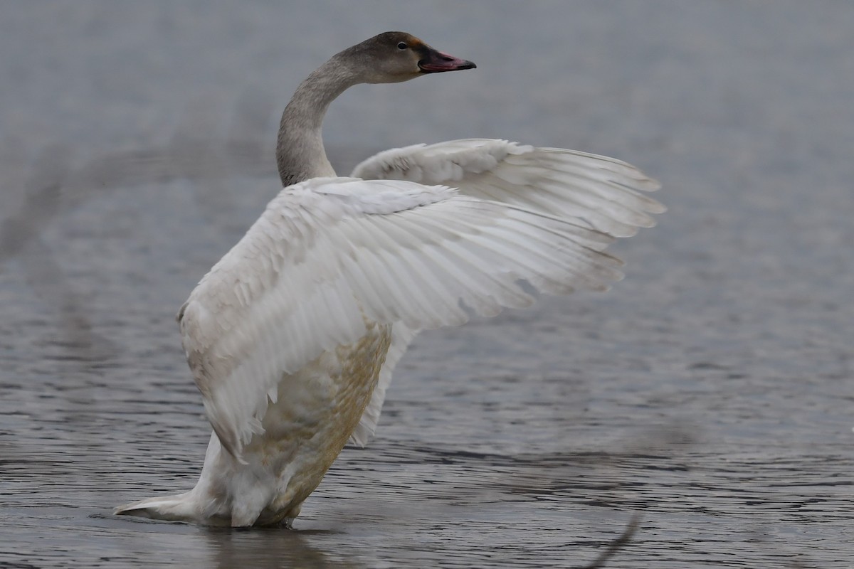 Tundra Swan (Whistling) - Paul Herwood