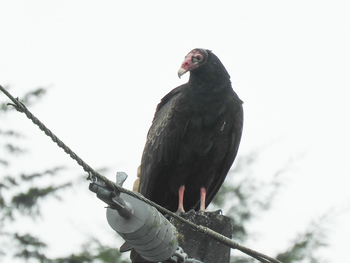 Turkey Vulture - ML522001451