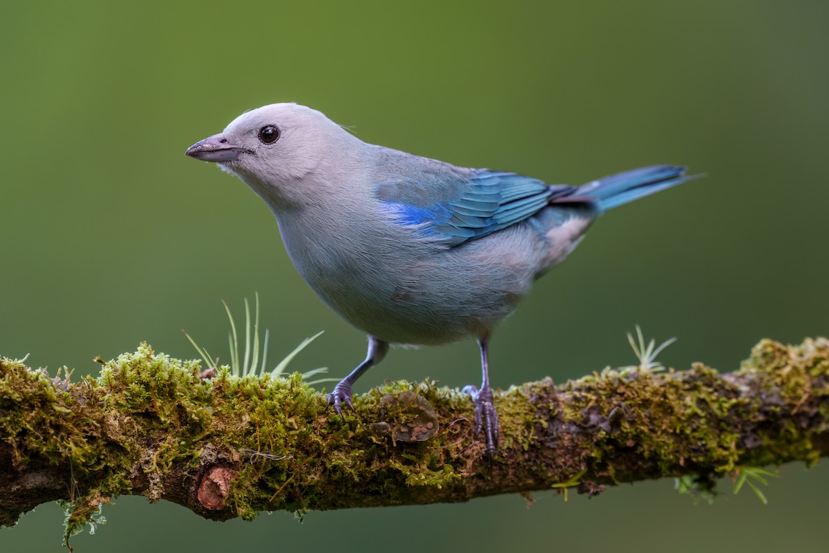 Blue-gray Tanager - ML522010571