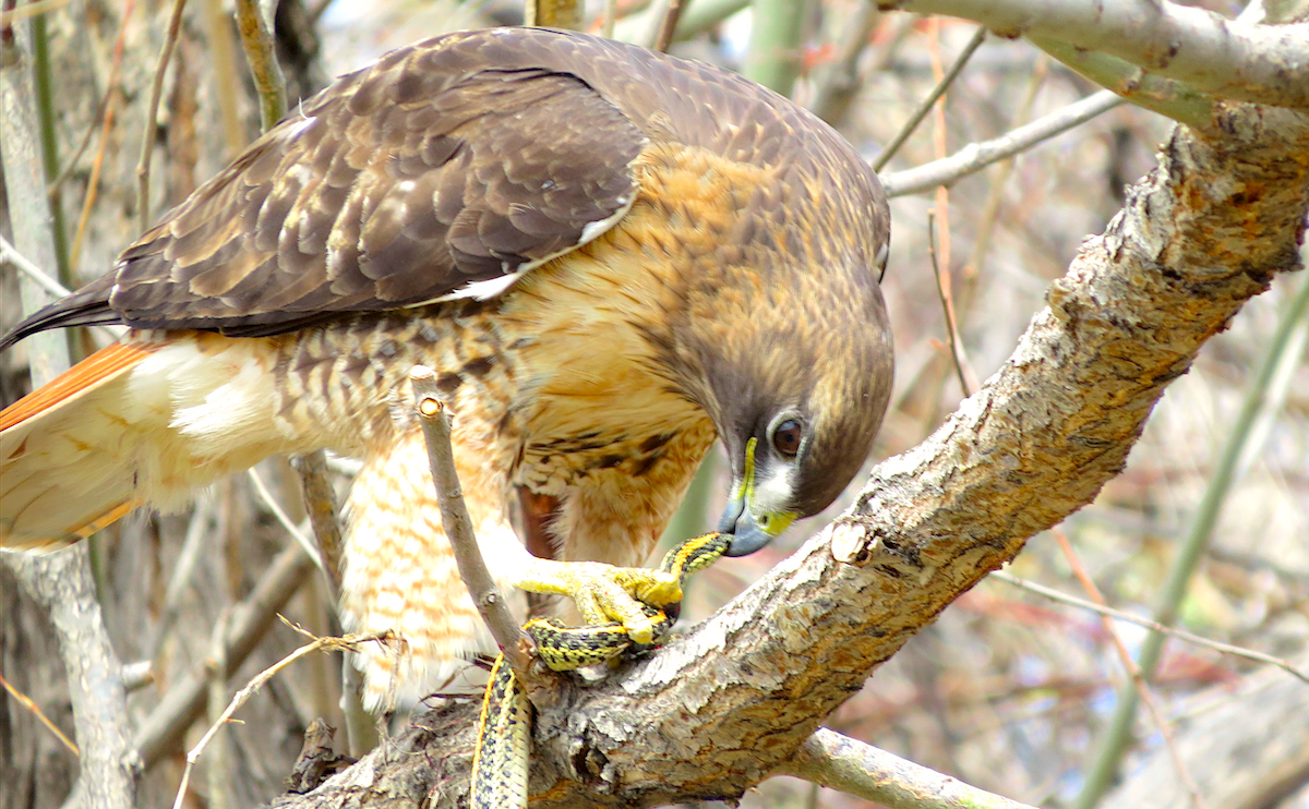 Red-tailed Hawk - ML52201061