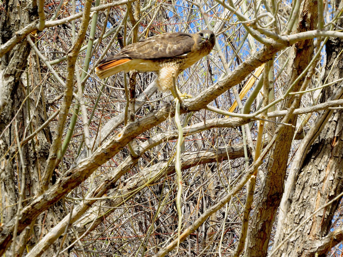 Red-tailed Hawk - ML52201091
