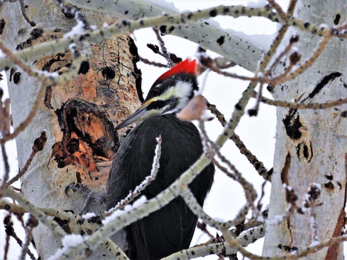 Pileated Woodpecker - Sharon Dewart-Hansen