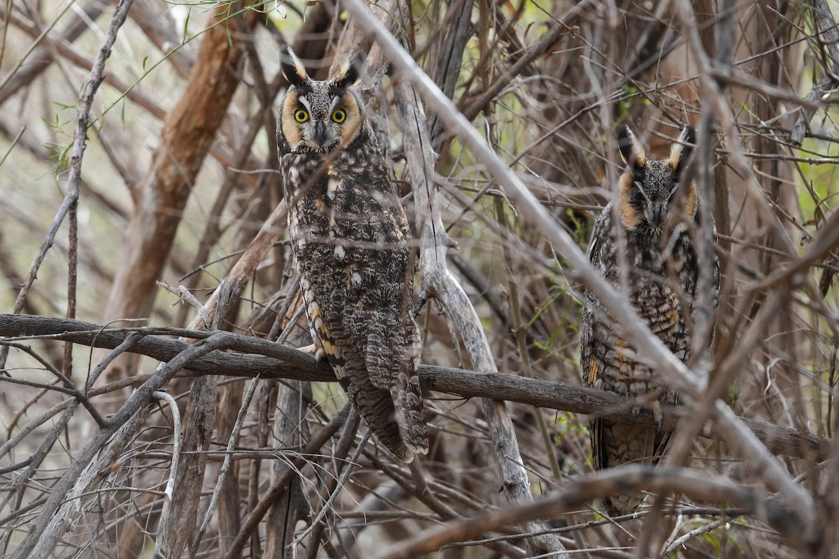 Long-eared Owl - ML522011891
