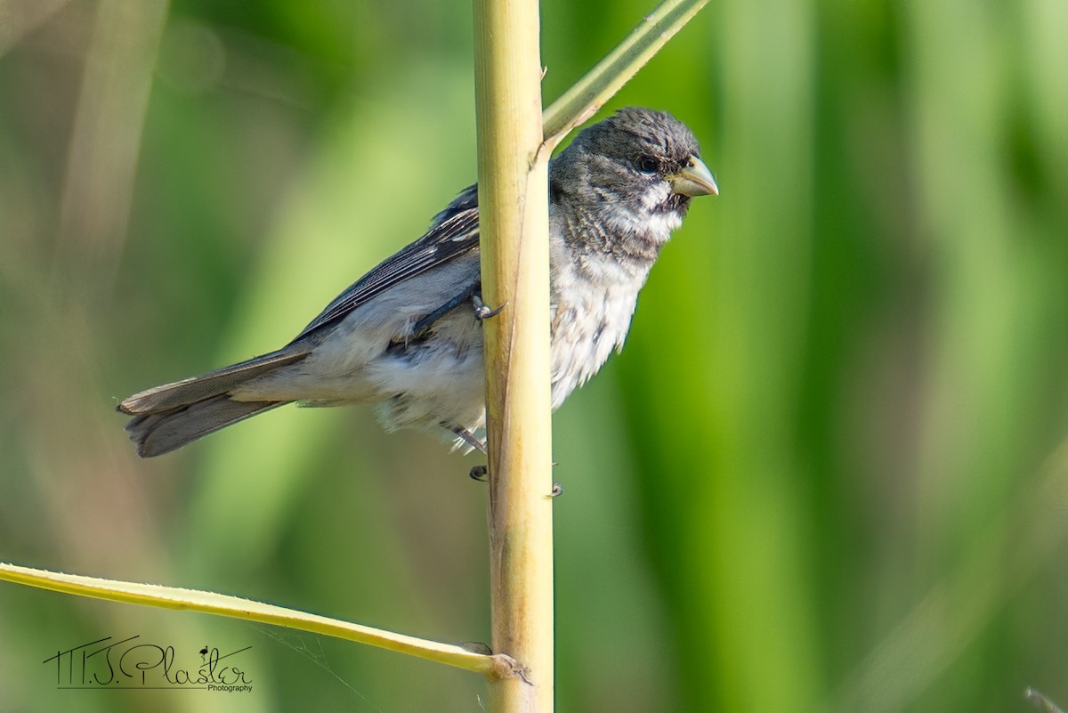 Double-collared Seedeater - ML522017811