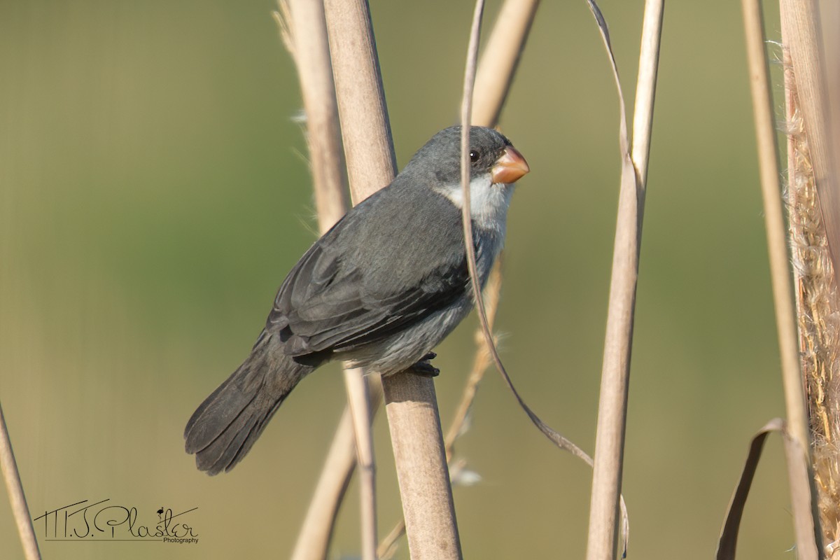 White-bellied Seedeater - ML522019071