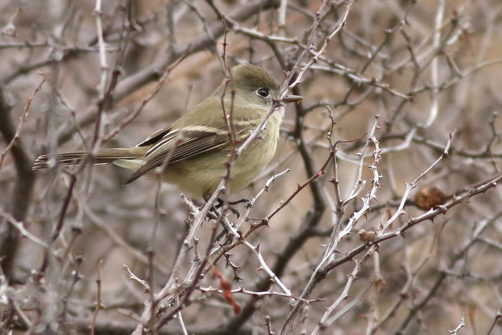 Hammond's/American Dusky Flycatcher - eBird