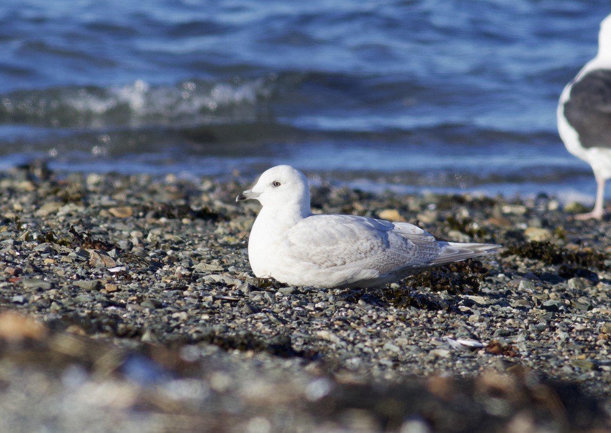 Iceland Gull (kumlieni) - Nathan Dubrow